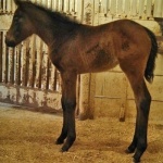 Filly Out of So Happy Im Good; OWNER:  Pati Shaw