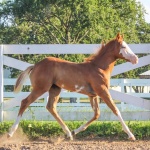These Pockets Are Empty (Armani) - filly out of Zippa Bonnie (APHA) (Owned by Megan Richter)